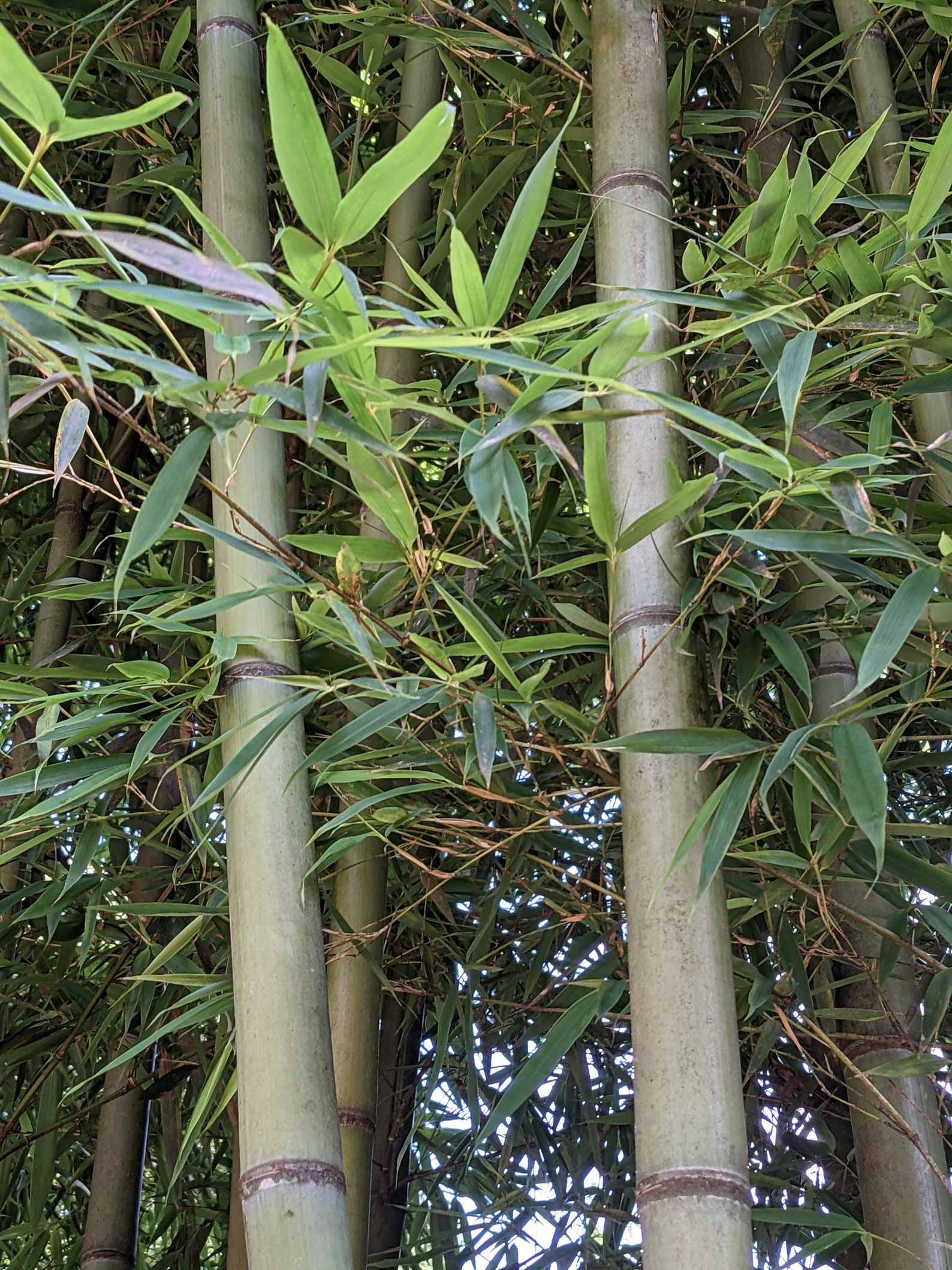 Live Bamboo rhizome and cane. Etsy