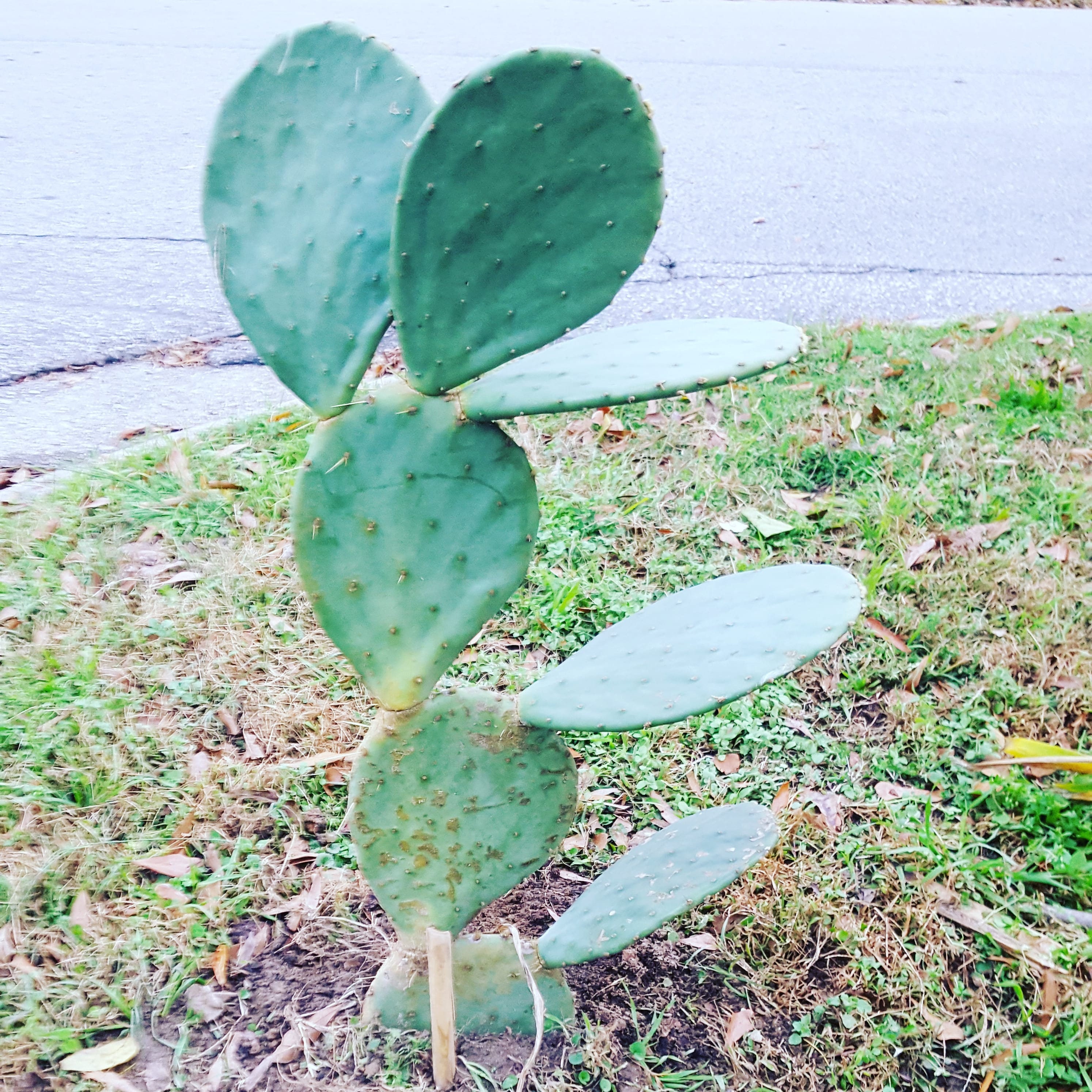 Prickly Pear Cactus Opuntia Pad for sale / Live Cactus / Etsy
