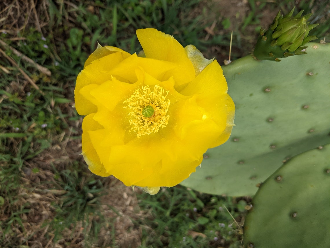 Prickly Pear Cactus Opuntia Pad for sale / Live Cactus / Etsy