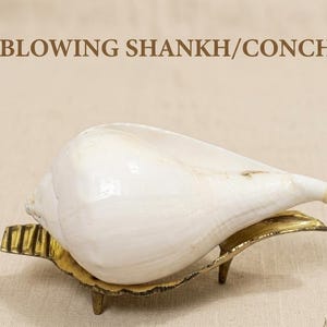 Originele natuurlijke blazende schelp met standaard – schelpdecor voor thuis – Vishnu Shankh, Tibetaanse blazende schelp