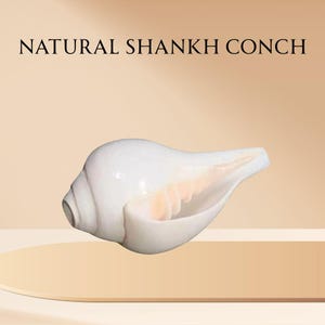 Op de afbeelding: Een witte natuurlijke Shankh-schelp met een spiraalvormig ontwerp en een lichtperzikkleurig interieur. De schelp staat tegen een neutrale achtergrond, met de tekst "NATURAL SHANKH CONCH" bovenaan.