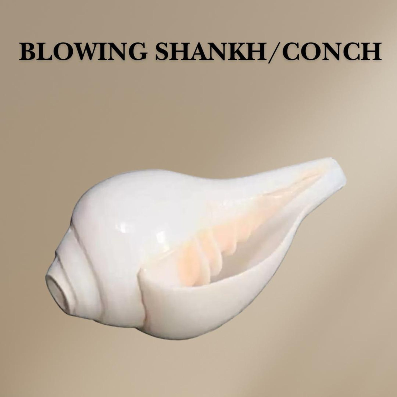 Natural Blowing Conch Shell – Vishnu Shankh for Home Decor, Spiritual ...