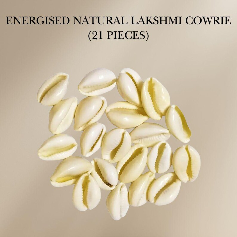 Calri Shells Cowrie Sea Shells (pack of 21) – Kaudi Kawri Kori Shells for Puja ...