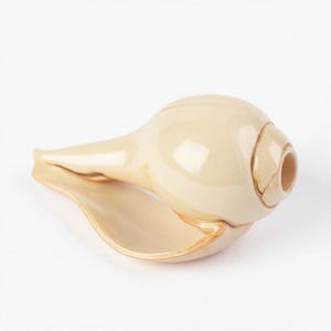 Può includere: Una conchiglia beige con finitura lucida. Il guscio ha un corpo arrotondato e un'apertura svasata, con una piccola apertura all'estremità. Il guscio è di colore beige chiaro con un tocco di oro sui bordi.