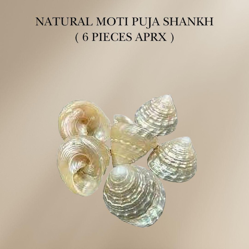 Moti Puja Shankh – Sacred Conch Shell for Hindu Rituals & Worship - Etsy