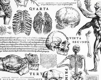 Diagrammes médicaux latins vintage : superpositions de journaux indésirables (PNG + SVG) (téléchargement numérique)