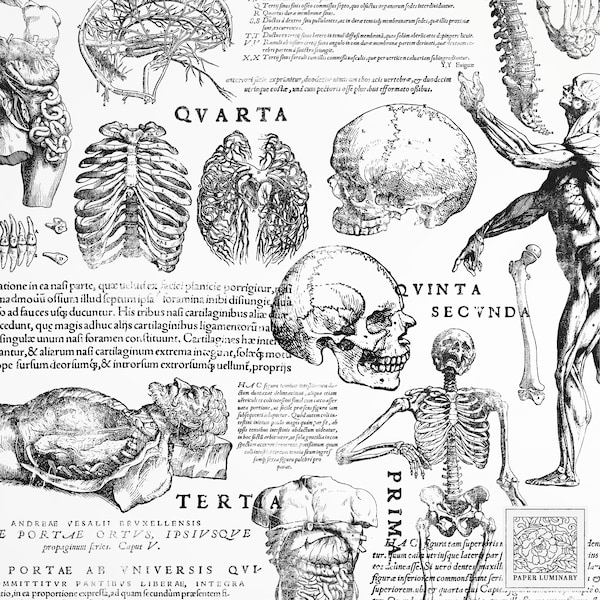 40 Vintage Latin Old Medical Overlays (PNGs + SVGs) - Junk Journal Ephemera, Digital Download, Transparent PNGs, Clipart, Scrapbooking