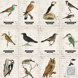 Vintage vogel digitale afdrukbare dagboekkunstkaarten - ongewenste tijdschriften, efemere verschijnselen, digitale download, afdrukbare ATC, collagepapier, scrapbooking