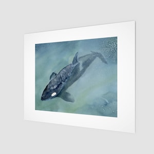 Orca swimming in Salish Sea, art print based on original watercolour by Beth Doman