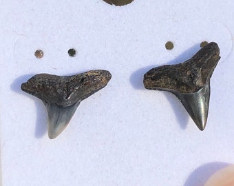 Shark Teeth Earrings, Fossil Earrings, Shark Teeth Studs, Beachy Gift, New Jersey Fossils, Christmas Gift, Birthday Gift, Anniversary Gift