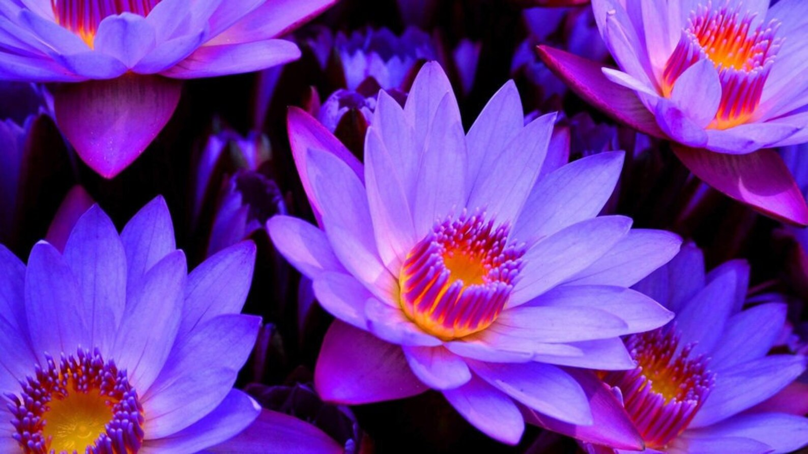 Blue lotus flowers 7 gramsnymphaea caerulea Etsy