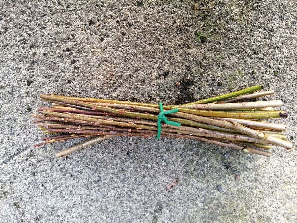 25 x 12 Mixed Salix Fast Growing Willow Etsy