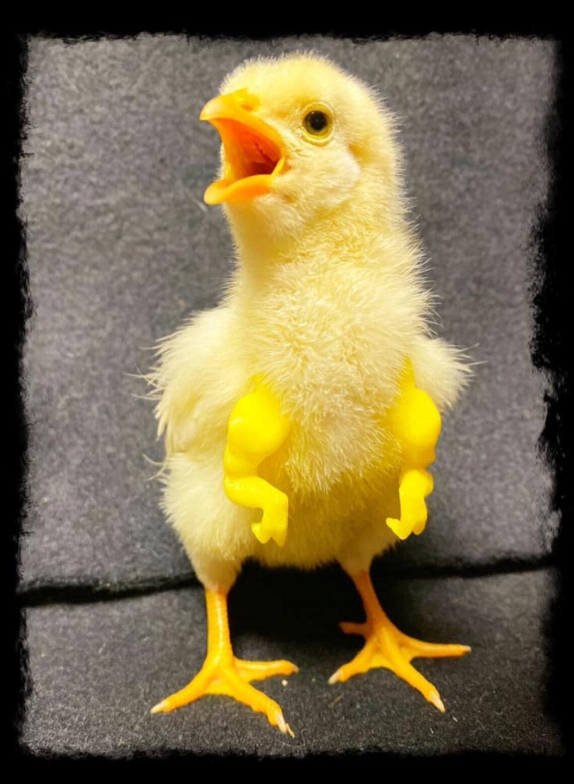 Chicken T Rex Arms BABY CHICK ARMS Also for Parrots Etsy