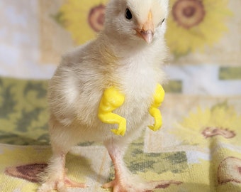 Chicken T Rex Arms BABY CHICK ARMS also for parrots!
