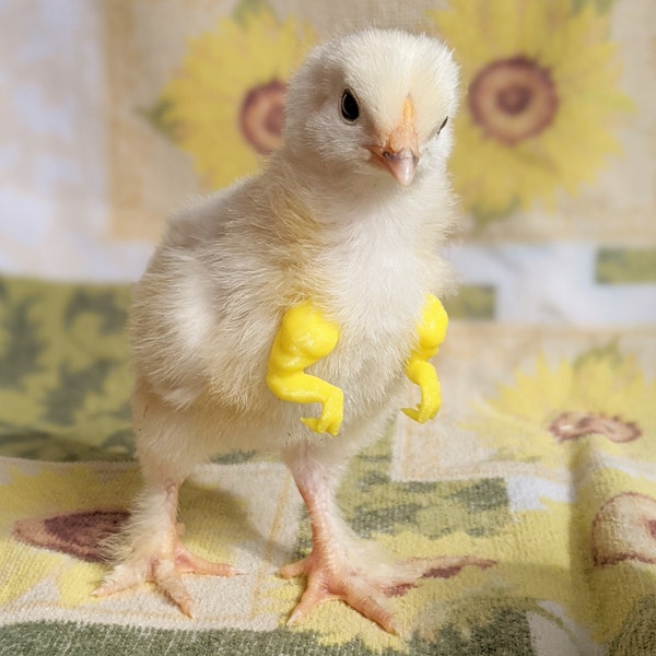 Chicken T Rex Arms BABY CHICK ARMS also for parrots!