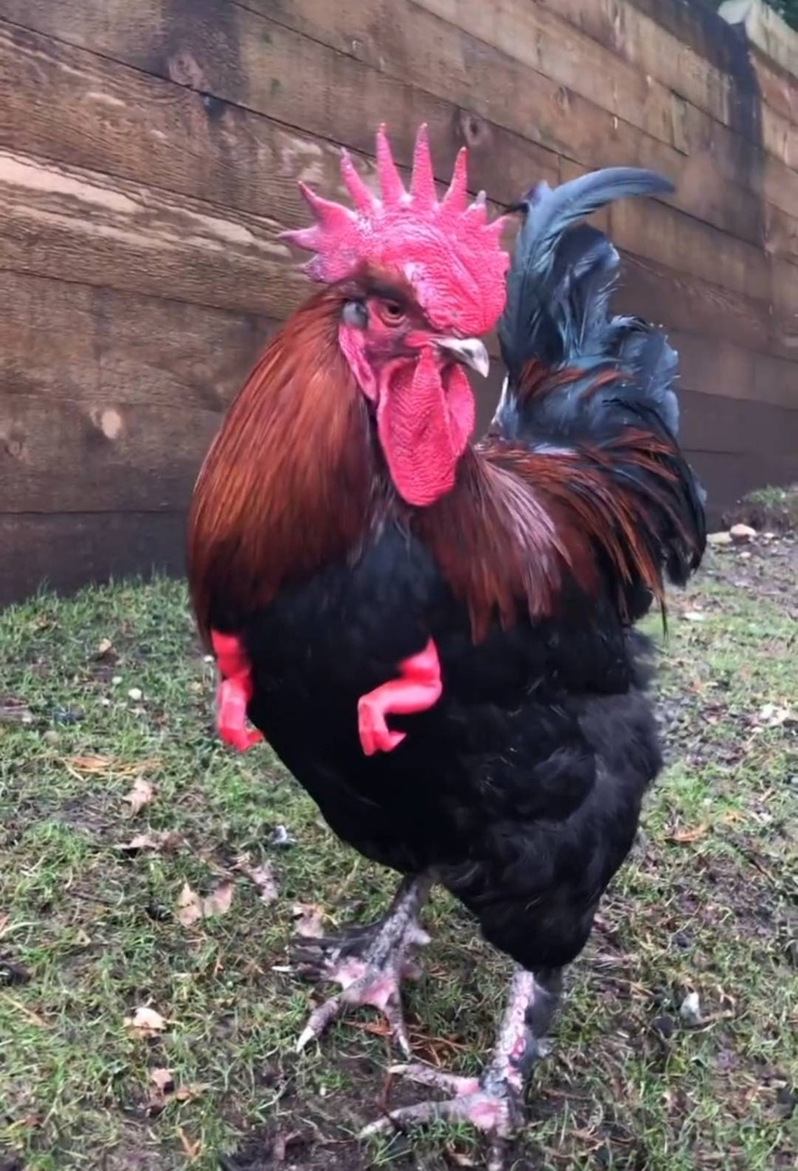 tiny t rex arms for chickens