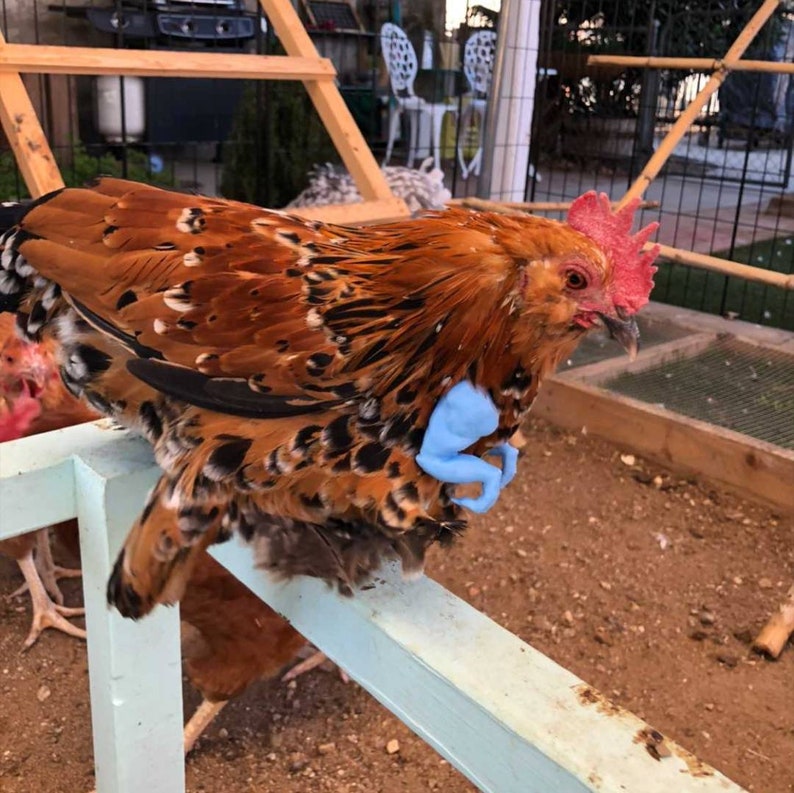 trex arms for chickens trex arms for chickens