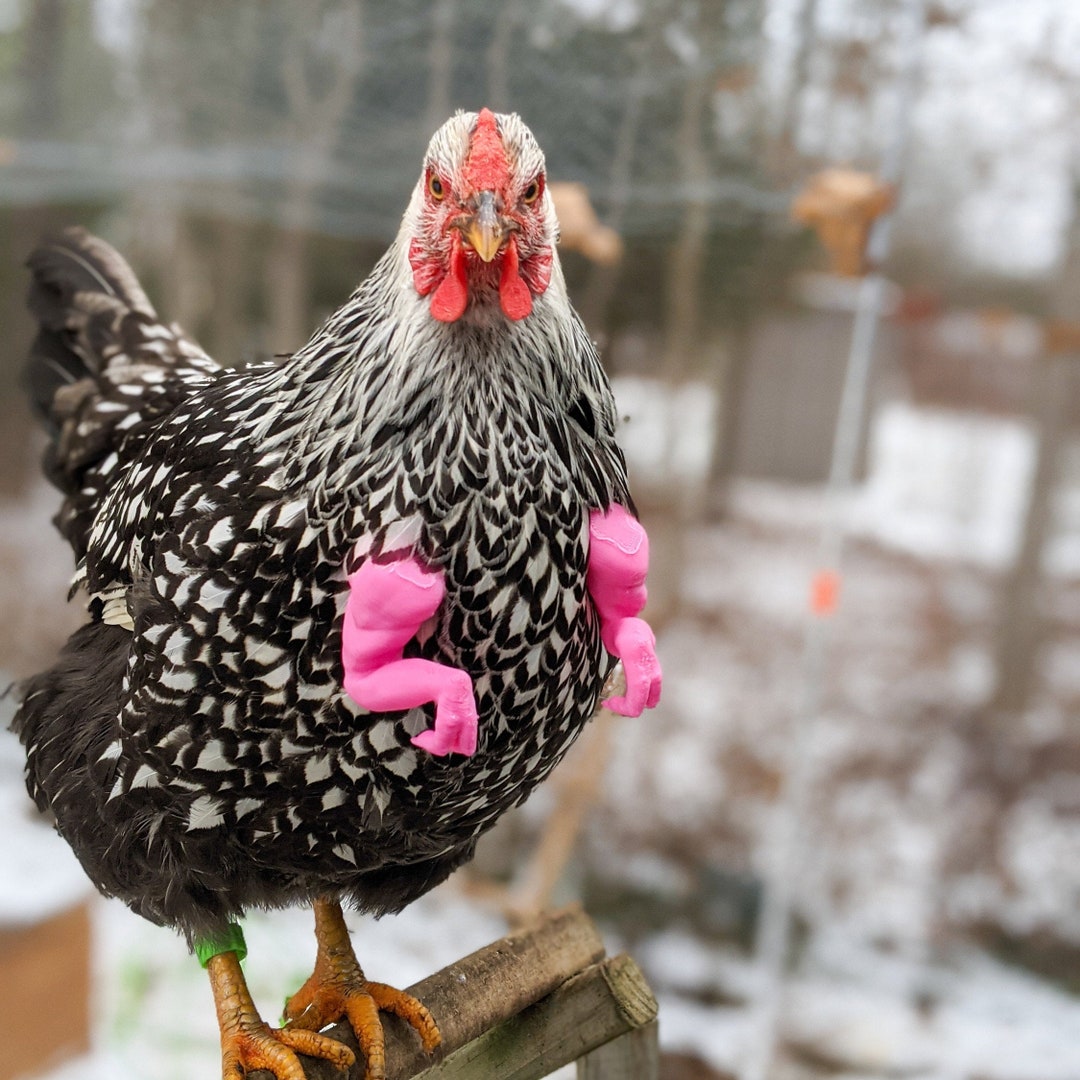 Chicken Arms, Chicken Dinosaur Arms, Chicken Trex Arms, Chicken Photo