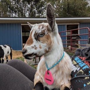 Goat Name Tags 3D Printed