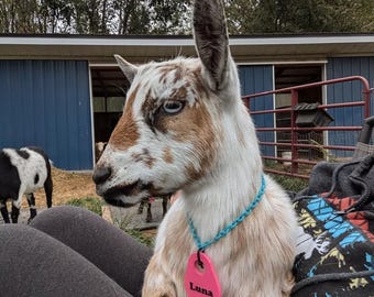 Goat Name Tags 3D Printed