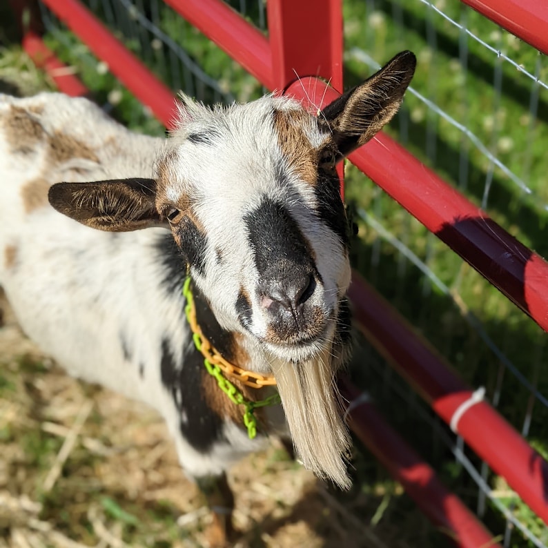 May include: A close-up of a goat with a white and brown coat, black markings, and a long, white beard. The goat wears a yellow and green collar and stands near a red fence. The background is blurred, suggesting a sunny outdoor setting.