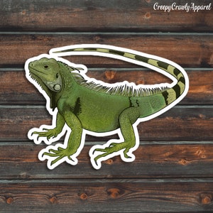 Adesivo iguana verde, adesivo rettile, adesivo lucertola, adesivo iguana impermeabile in vinile