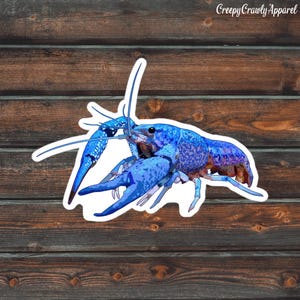 Electric Blue Lobster Sticker, Crayfish Sticker, Vinyl Waterproof Electric Blue Crayfish Sticker