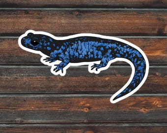 Blue Spotted Salamander Sticker, Amphibian Sticker, Waterproof Salamander Sticker
