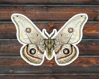 Moth Sticker, Bug Sticker, Cute Moth Sticker, Waterproof Moth Decal