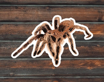 Rose Hair Tarantula Sticker, Bug Sticker, Cute Spider Sticker, Waterproof Pet Tarantula Decal