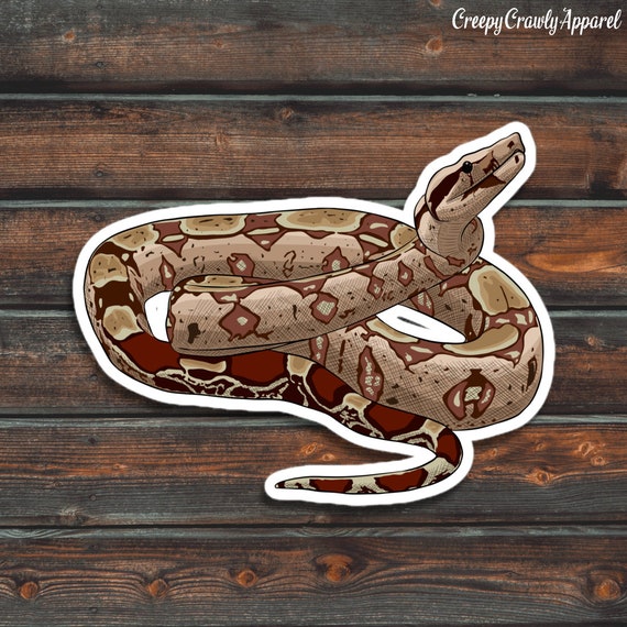 Colombian Red Tail Boas – Big Apple Pet Supply
