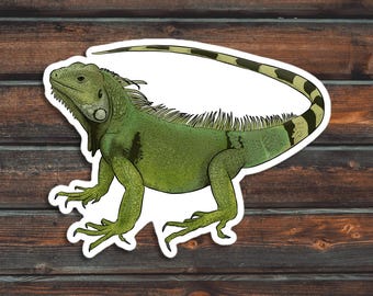 Green Iguana Sticker, Reptile Sticker, Lizard Sticker, Waterproof Pet Iguana Decal