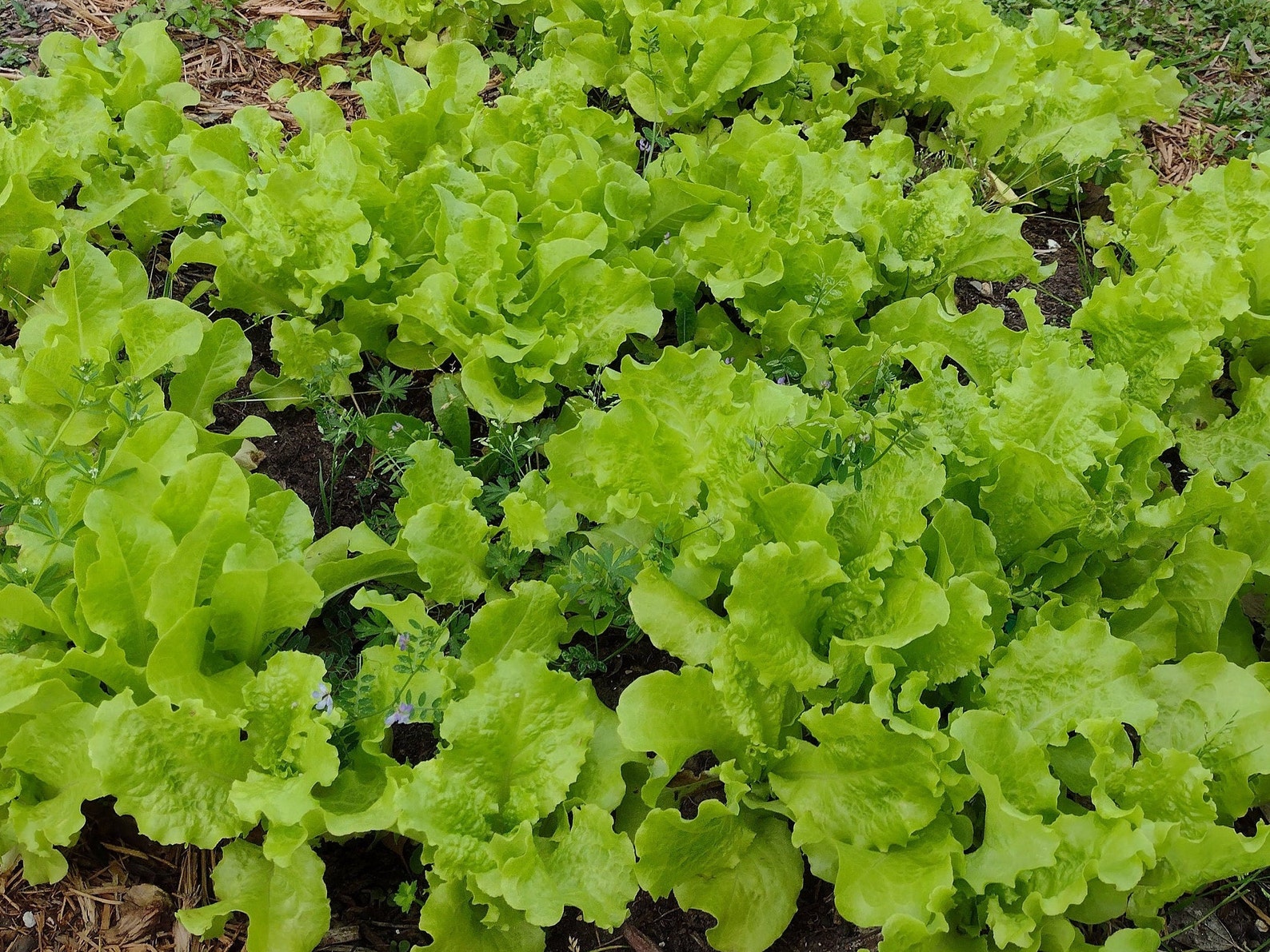 Organic Lettuce Seeds Black Seeded Simpson Zone 9a Garden Etsy