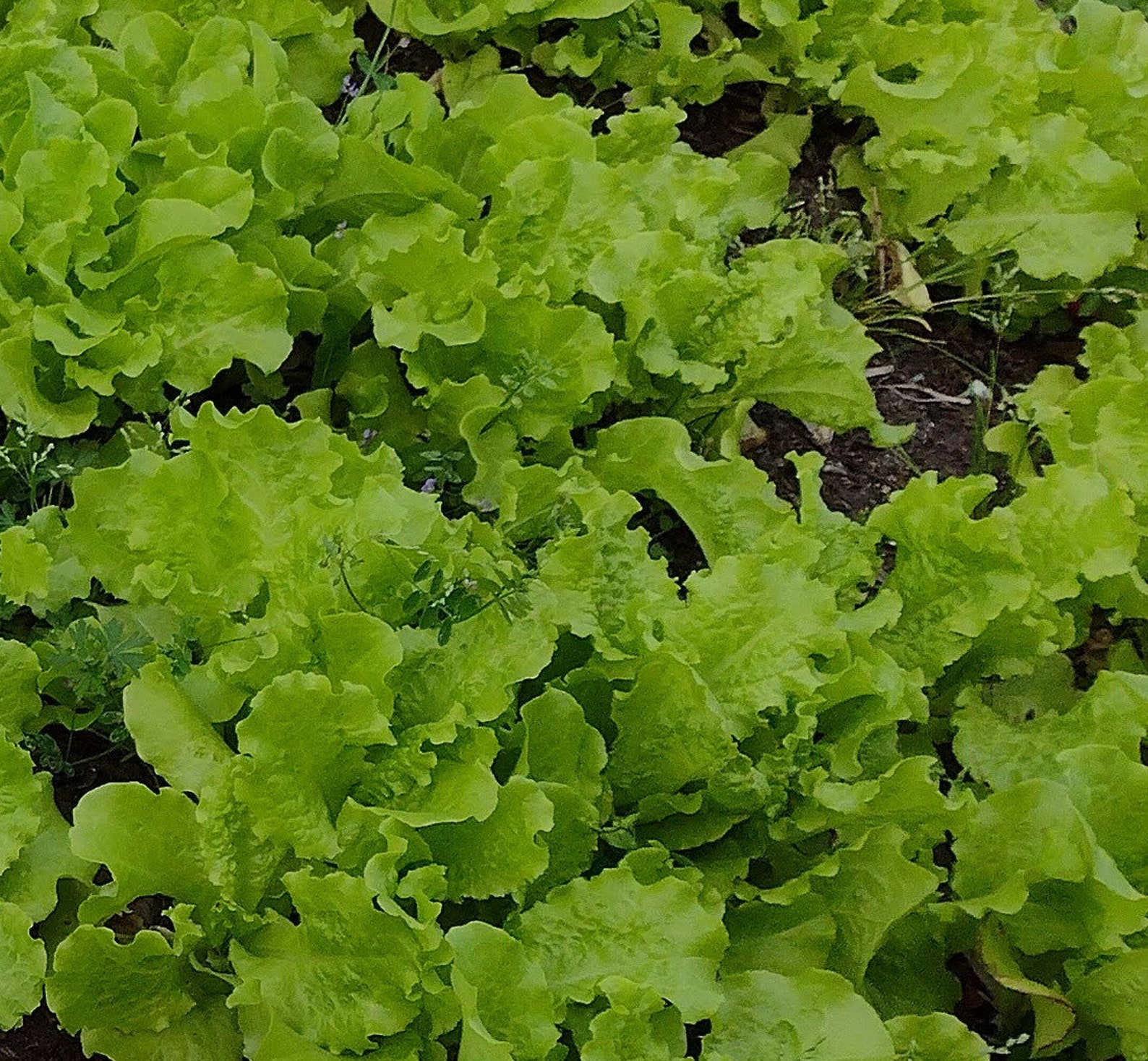 organic-lettuce-seeds-black-seeded-simpson-zone-9a-garden-etsy