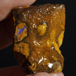 May include: A raw boulder opal specimen featuring a textured, earthy brown ironstone matrix with embedded patches of vibrant, iridescent blue and yellow opal material. The surface has a glossy, wet appearance, highlighting the natural mineral inclusions.