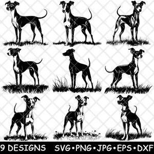 Levriero italiano razza di cane levriero cucciolo di animale domestico Whippet file laser SVG PNG JPG scala di grigi brucia immagine taglio vettore sottobicchiere nero bianco legno CNC