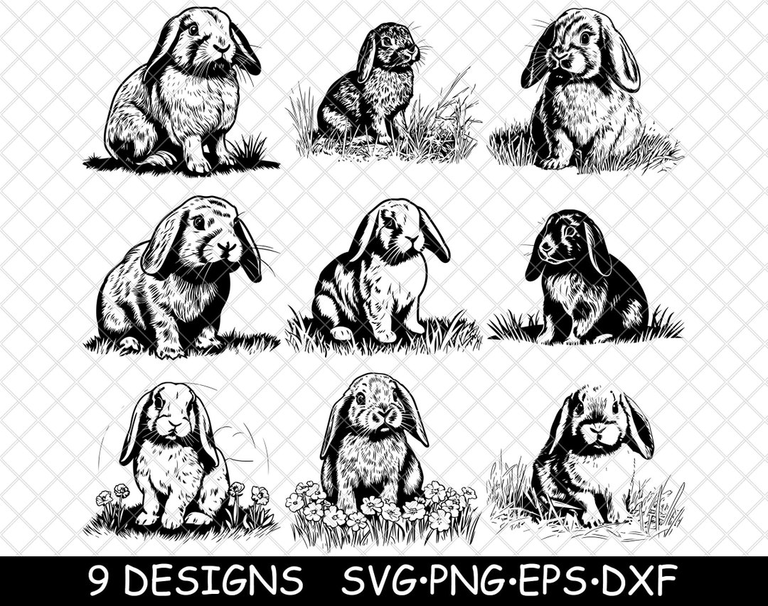 Holland Lop Dwarf Rabbit Mini Small Bunny Eared Pet Petite Dutch Svg ...