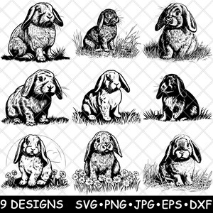 Conejo enano Holland Lop, mini conejo con orejas de conejo, mascota pequeña holandesa SVG, Dxf, Eps, PNG, Cricut, silueta, corte, láser, plantilla, pegatina, clipart, impresión