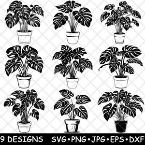Peut inclure: Neuf designs de silhouettes noires et blanches de plantes monstera en pots. Les plantes sont dans différentes poses et tailles.