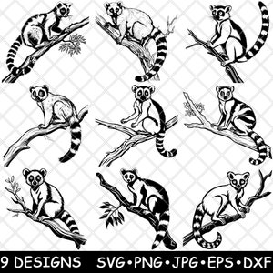 Ringstjärtad lemur SVG-paket Vilda djur Clipart Vektorkonst Djungel Laserdekor PNG