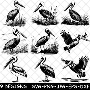 Pellicano Uccello acquatico Uccello marino Uccello costiero Palude Natura File laser SVG PNG JPG Scala di grigi Immagine bruciata Taglio Vettore Sottobicchiere Nero Bianco Legno CNC