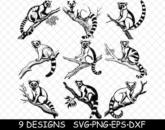300+ Free Ring-Tailed Lemur & Lemur Images - Pixabay