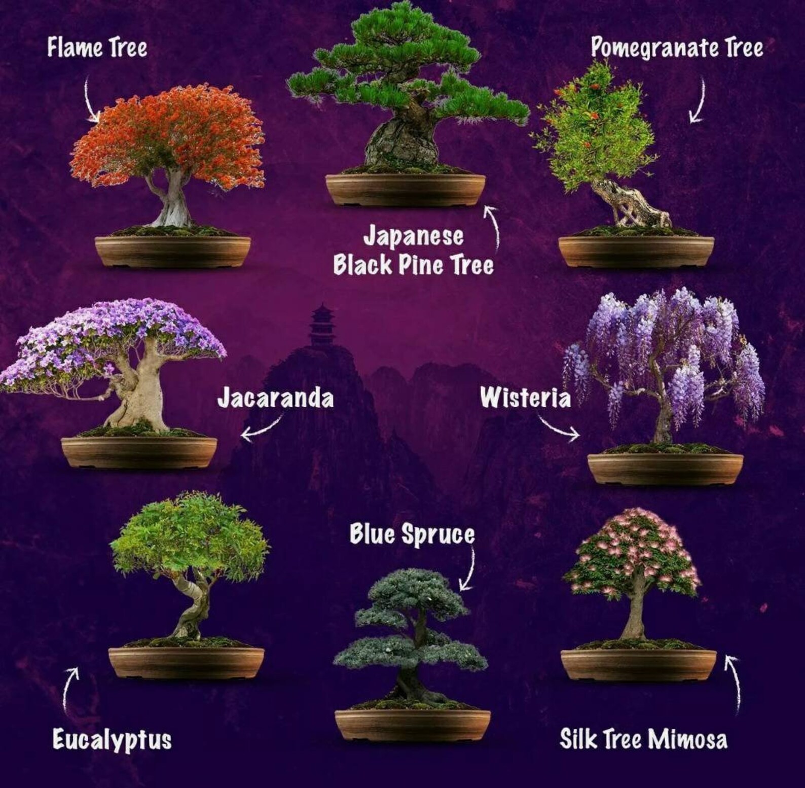 8 Easy Bonsai Starter Kit Etsy UK