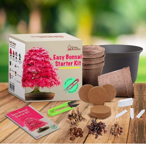 Bonsai Tree Seed Starter Kit Grow 4 Bonsai Trees From Seeds. Etsy