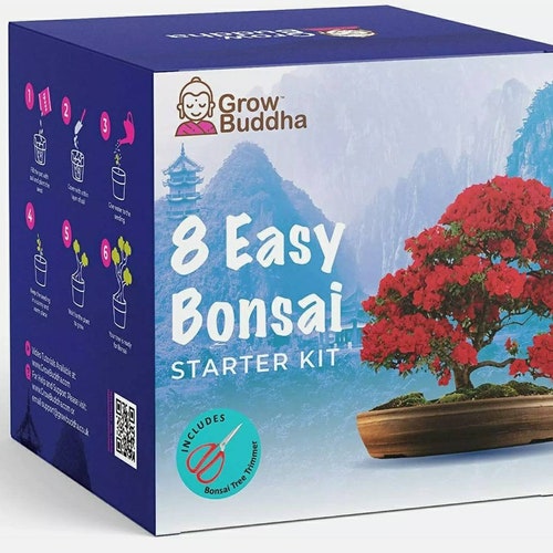 8 Easy Bonsai Starter Kit Etsy UK