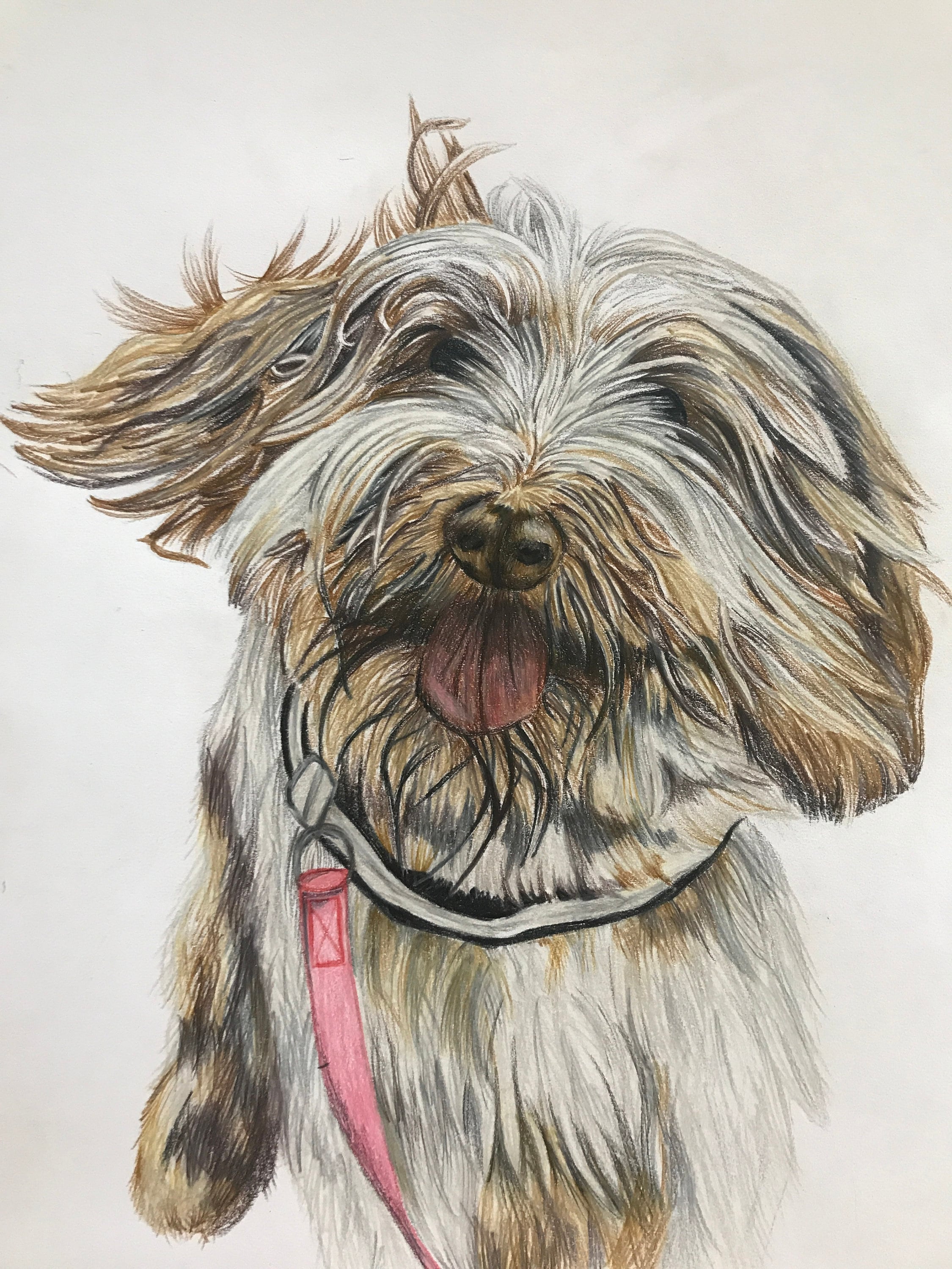 Custom Bespoke Hand Drawn Pet Portrait Prints From Photographs Etsy UK