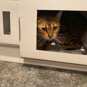 May include: A brown and black tabby cat peeks out of a white cardboard cat house with a small window opening. The cat house has a flat roof and a base.