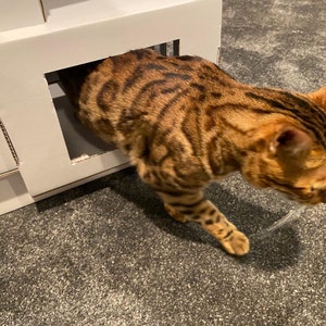 May include: A brown and black tabby cat with white markings is peeking out of a white cardboard cat house. The cat is looking down at something off camera.