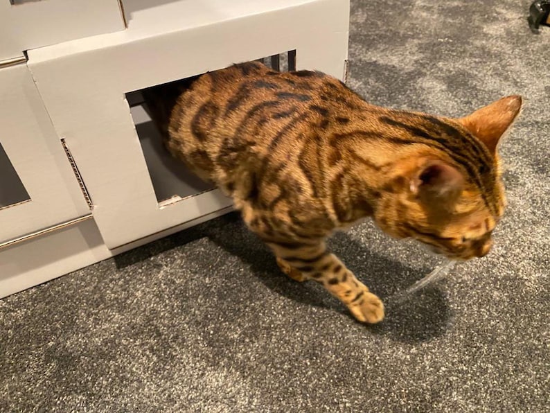 May include: A brown and black tabby cat with white markings is peeking out of a white cardboard cat house. The cat is looking down at something off camera.