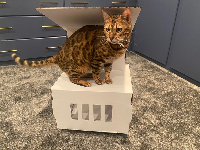 May include: A brown and black tabby cat standing on a white cardboard box with cut-out holes. The box has a folded-down flap on top.